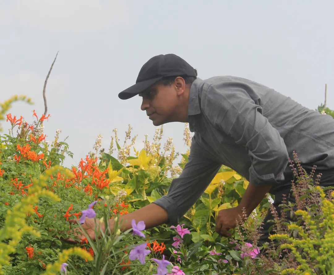 Hiren Patel reaching into a bed of flowering plants.