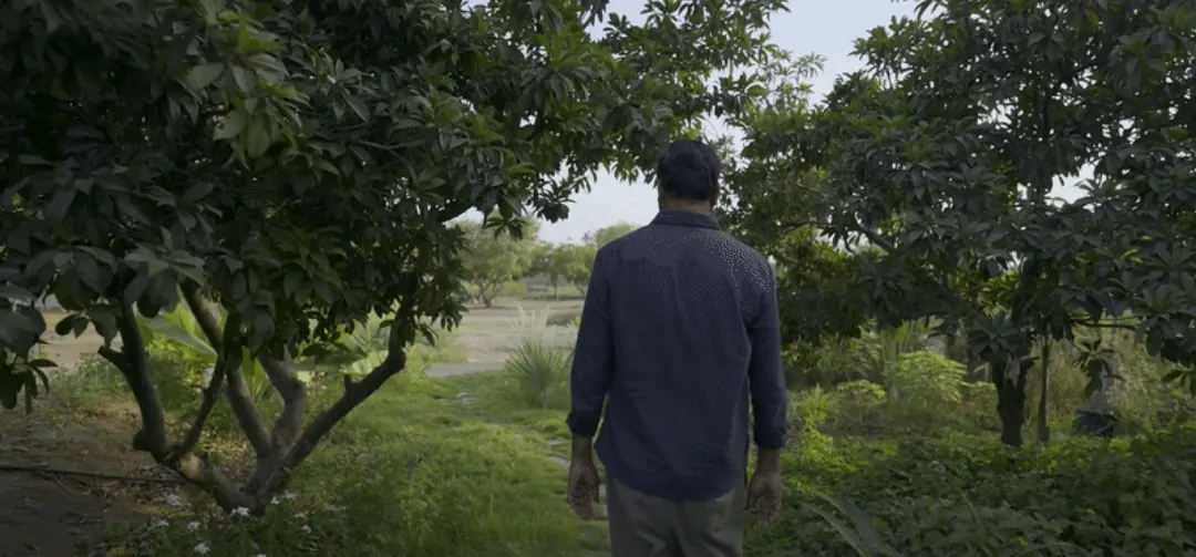 Hiren Patel walking into an orchard, seen from behind.