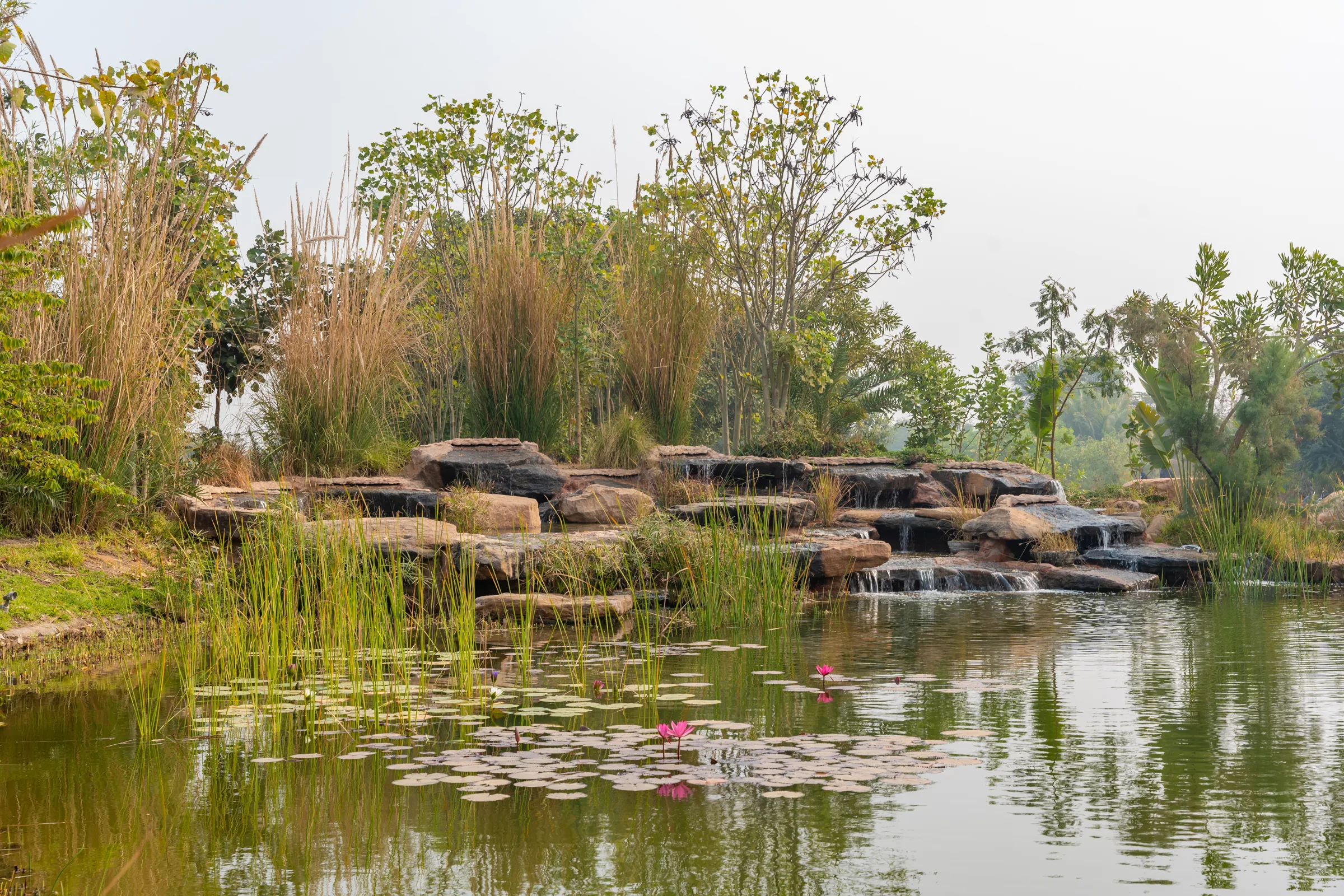The rock waterfall feeding the wetland pond at Monkey Forest, lotus in the foreground