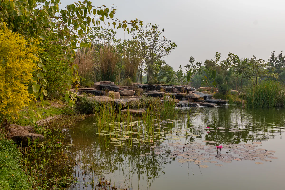 Water running over flat rocks into a still pond of lily pads, with tall grasses and flowering shrubs on the bank.